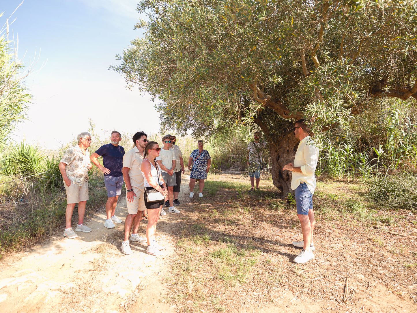 Balestrate: Olive Grove Tour and Tasting of Olive Oil, Sicilian Wines, and Balsamic Vinegar