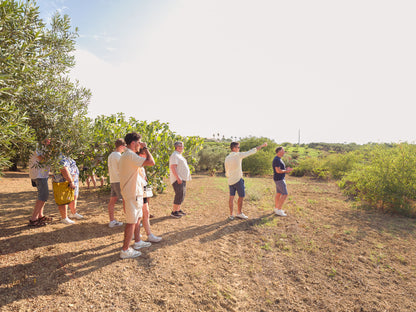 Balestrate: Olive Grove Tour and Tasting of Olive Oil, Sicilian Wines, and Balsamic Vinegar