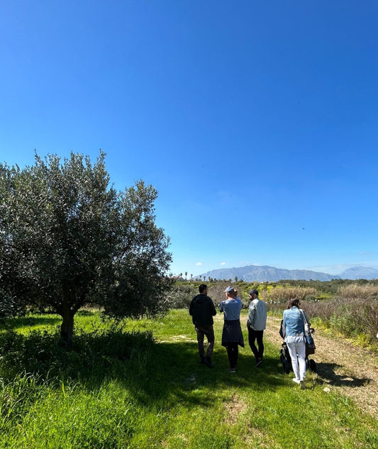 Balestrate: Tour dell'uliveto e degustazione d'olio d'oliva, vini e balsamico siciliano