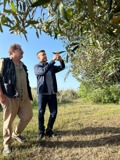 Balestrate: Olive Grove Tour and Tasting of Olive Oil, Sicilian Wines, and Balsamic Vinegar