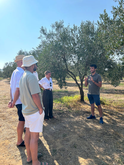 Balestrate: Olive Grove Tour and Tasting of Olive Oil, Sicilian Wines, and Balsamic Vinegar